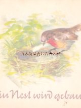 アンティーク洋書★ 可愛い小鳥の絵本　　小鳥や雛、巣ののイラスト　　ドイツ　ビンテージ絵　本
