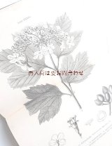 　アンティーク★　森のお散歩　図鑑　ハンドブック　ガイド　自然　 木々や花のイラスト　４９図