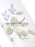 楽しい古本★　小さな植物本　　ハーブ　薬草　水彩　　Marjolein Bastin　イラスト　　80年代の挿絵