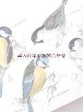 　楽しい古本★　小鳥の小さな図鑑　　のほほんイラスト　図鑑　　 鳴き鳥　野鳥
