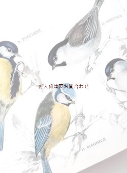 画像1: 　楽しい古本★　小鳥の小さな図鑑　　のほほんイラスト　図鑑　　 鳴き鳥　野鳥