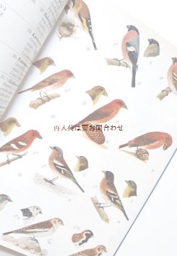 画像1: リクエスト　楽しい古本　☆　美品　中央ヨーロッパの野鳥と卵の図鑑　イラスト　　多数　　印刷　
