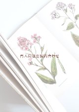 ボタニカル古本★折り込み植物画付　　ドッペルゲンガー　そっくりな植物達の本　