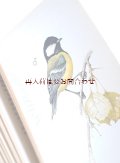 再入荷☆　＜ご予約品＞　ドイツやチェコ周辺の鳥　　　図鑑　野鳥　小鳥の本　　カラーイラスト　　自然　　多数