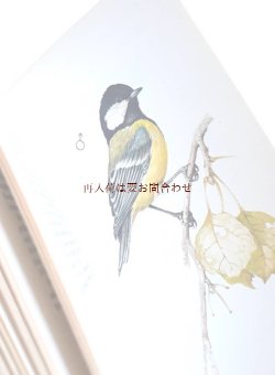 画像1: 再入荷☆　＜ご予約品＞　ドイツやチェコ周辺の鳥　　　図鑑　野鳥　小鳥の本　　カラーイラスト　　自然　　多数