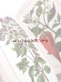 楽しい古本　☆スパイス　ハーブの本　植物　　薬草　ヒーリング植物　　　レトロ　ボタニカルイラスト