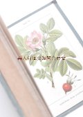 ご予約確保品　再入荷　アンティーク★　ヤーコブ・シュトルム　ボタニカル　イラスト　ドイツの花々 　バラとバラ科の植物図鑑　　VIII