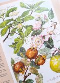 ボタニカル古本★　自然　　木と低木　　木の実　葉っぱ　花々の本　ボタニカル　イラスト   植物画　多数　