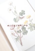 ボタニカル古本★　ボタニカル　アート　植物　ガーデン　多肉植物　他　ロックガーデン　　図鑑