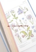 ボタニカル　洋書★1940年の植物ガイド　650点 イラスト　自然　ドイツの植物　ガイド　古書