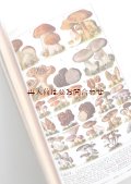 ボタニカル洋書★　1930年代　森の植物図鑑　キノコ　　ベリー　ハーブ　山菜　　採取　イラスト　  　