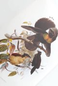 アートな古本★　楽園の鳥図鑑　 リプリント　 エキゾチック　　野鳥　カラフル　　図鑑　　イラスト　図版　動物　南国
