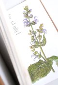 ボタニカル古本★やや難あり　ボタニカル　アート　キッチンのスパイス　ハーブ　　ベジタブル　野菜他　図鑑　