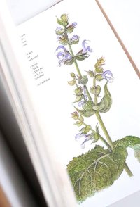 ボタニカル古本★やや難あり　ボタニカル　アート　キッチンのスパイス　ハーブ　　ベジタブル　野菜他　図鑑　