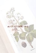 ボタニカル　古本★　80年代　薬草　ハーブの本　ヒーリング植物の図鑑　152図版　カラーイラスト　多数　