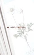 ボタニカル古本　洋古書★　大きめ水彩画図鑑　お花のイラスト多数　　