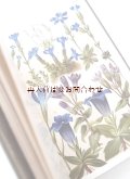 確保品★アンティーク　 美品　アルプスの植物本　植物学　スイス　英•仏•独語　チューリッヒ