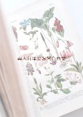 確保品　アンティーク洋書★　古い植物画　図版多数　ナチュラル　 図鑑　ボタニカルアート　