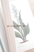 ボタニカル古本　植物図鑑★　　森と野原の花々　  植物画　　　イラスト多数　　　ハーブ　　野草他　