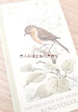 確保品★　ナチュラル　シャビー　小鳥　鳴鳥　の本　イラスト多数　50年代