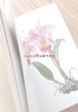 画像1: ボタニカル　古本　☆蘭の本　ラン　　カラーイラスト　植物画　　Claus Caspari Orchideen 小さな図鑑　　