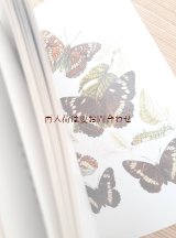 アートな古本　☆蝶々と蛾の本　ボタニカルイラスト　カラーイラスト　植物画付き　　Schmetterlinge 小さな図鑑　　