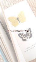 アートな古本★　シャビーな古書　蝶々の本　のほほん水色　　図鑑　　　カラーイラスト図版　　50年代