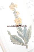 ボタニカル古本★　モーリス・メセゲ　　ヒーリング植物辞典　自然療法　　ハーブ　　薬草　レシピ 　　植物図鑑　　植物　　イラスト有