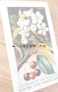 ボタニカル　古本★　1950年代　水彩ボタニカル　ナチュラル　ガイド　木と低木の本　植物　　ボタニカル　