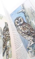 楽しい古本 洋書★　ナチュラル　 　野鳥の本　　猛禽類　フクロウ他　　イラスト多数 50年代