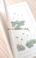 ボタニカル　古本★　1950年代　水彩ボタニカル　ナチュラル　ガイド　コケとシダ植物図鑑　　　ボタニカル　