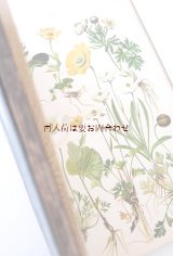 希少　アンティーク★1905年　高山植物図鑑　アルプスの花々　植物画　　ボタニカル　イラスト多数