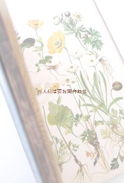 画像1: 希少　アンティーク★1905年　高山植物図鑑　アルプスの花々　植物画　　ボタニカル　イラスト多数