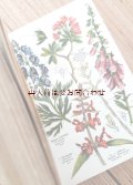 アンティーク★コンディション注意　1930年代　ボタニカルイラスト　多数　　 ドイツ　在来種の植物ガイド