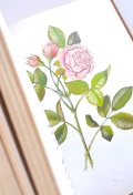 ボタニカル古本★ナチュラルコスメに用いられる植物図鑑　美容の本　ヒーリング　コスメ　ガイド　　植物画　植物　ハーブ　ヒーリング植物　イラスト多数