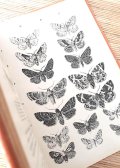 アンティーク洋書★1949年　蝶々の生態に関する本　蛾　幼虫　卵　図鑑　カラー及び白黒イラスト　