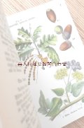 ボタニカル洋書☆1920年代の図鑑のリプリント　ヒーリング植物　図鑑　カラーイラスト図版40枚　
