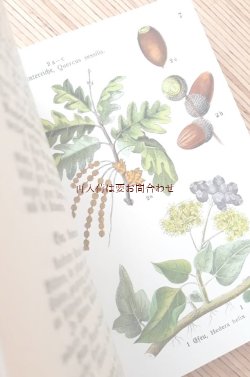 画像1: ボタニカル洋書☆1920年代の図鑑のリプリント　ヒーリング植物　図鑑　カラーイラスト図版40枚　