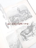 アンティーク洋書★ヨーロッパ以外の世界の地理　風景　街並み　動物　民族　木版画イラストページ多数　1902年