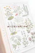 アンティーク 洋書★コンディション難ありお手頃　ヒーリング植物　薬用植物　家庭のガイド　カラーイラスト付