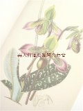 アートな古本洋書★　　1800年代のリトグラフ　　ボタニカル　アート　Walter Hood Fitch  　 蘭　100点