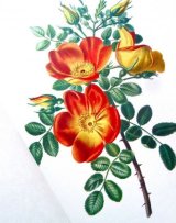 ボタニカル洋書☆ 大型古書 "薔薇の魔法” 有名画家６名のバラの絵集　24図　ルドゥーテ他　リプリント　