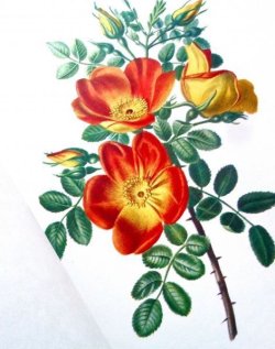 画像1: ボタニカル洋書☆ 大型古書 "薔薇の魔法” 有名画家６名のバラの絵集　24図　ルドゥーテ他　リプリント　