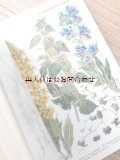 ご予約確保品　ボタニカル古本★　880イラスト　NEUMANN 素敵な植物本　70年代　挿絵多数　