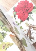 ボタニカル古本　洋書★ BLV　ヒーリング植物　　ガイド　カラーイラスト　ハーブ　薬草