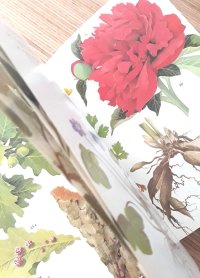 ボタニカル古本　洋書★ BLV　ヒーリング植物　　ガイド　カラーイラスト　ハーブ　薬草