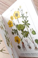 アンティーク★ ヤーコブ・シュトルム　ボタニカル　イラスト　ドイツの花々　1901年　野生植物図鑑（５）　解説　