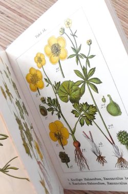 画像1: アンティーク★ ヤーコブ・シュトルム　ボタニカル　イラスト　ドイツの花々　1901年　野生植物図鑑（５）　解説　