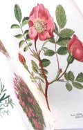 アンティーク★1947年　高山植物図鑑　東アルプスの植物　アルプスの花々　植物画　　ボタニカル　イラスト多数
