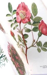 アンティーク★1947年　高山植物図鑑　東アルプスの植物　アルプスの花々　植物画　　ボタニカル　イラスト多数